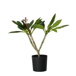 Frangipani Hvid - Plumeria rubra - Højde 55-70cm - ⌀17cm