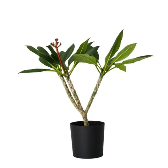 Frangipani Hvid - Plumeria rubra - Højde 55-70cm - ⌀17cm