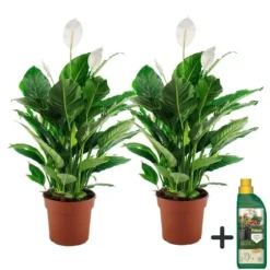 Fredslilje + Pokon - Sæt med 2 - Spathiphyllum 'Lima' - Højde 60-75cm - ⌀17cm