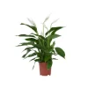 Fredslilje - Spathiphyllum 'Lima' - Højde 60-75cm - ⌀17cm