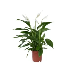 Fredslilje - Spathiphyllum 'Lima' - Højde 60-75cm - ⌀17cm