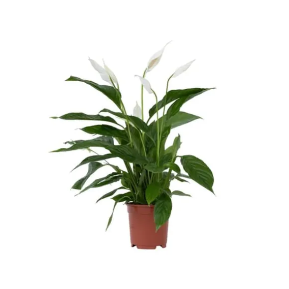Fredslilje - Spathiphyllum 'Lima' - Højde 60-75cm - ⌀17cm
