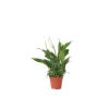 Fredslilje - Spathiphyllum 'Torelli' - Højde 30-45cm - ⌀12cm