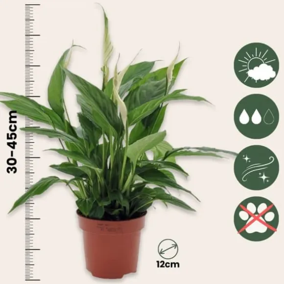 Fredslilje - Spathiphyllum 'Torelli' - Højde 30-45cm - ⌀12cm