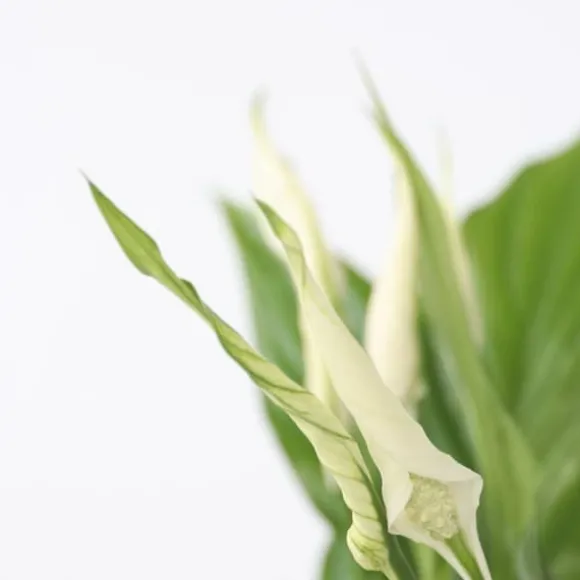 Fredslilje - Spathiphyllum 'Torelli' - Højde 30-45cm - ⌀12cm