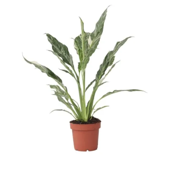 Fredslilje - Spathiphyllum 'Diamond' - Højde 40-50cm - ⌀12cm