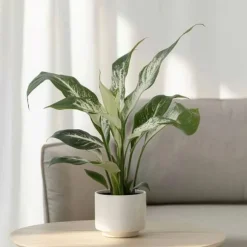 Fredslilje - Spathiphyllum 'Diamond' - Højde 40-50cm - ⌀12cm