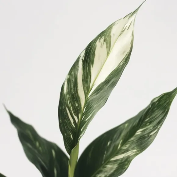 Fredslilje - Spathiphyllum 'Diamond' - Højde 40-50cm - ⌀12cm