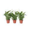Fredslilje - Sæt med 3 - Spathiphyllum 'Torelli' - Højde 30-45cm - ⌀12cm