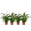 Fredslilje - Sæt med 4 - Spathiphyllum 'Lima' - Højde 60-75cm - ⌀12cm