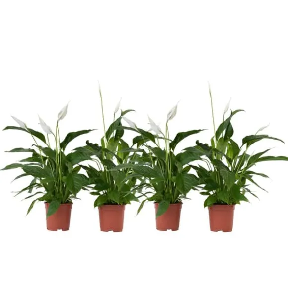 Fredslilje - Sæt med 4 - Spathiphyllum 'Lima' - Højde 60-75cm - ⌀12cm