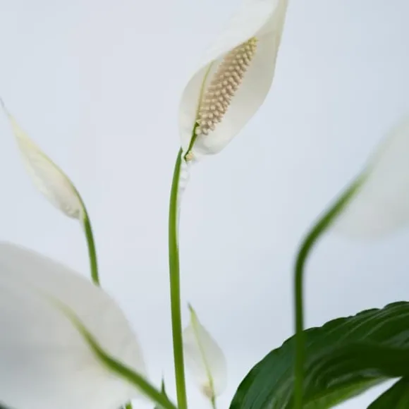 Fredslilje - Sæt med 4 - Spathiphyllum 'Lima' - Højde 60-75cm - ⌀12cm