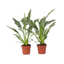 Fredslilje - Sæt med 2 - Spathiphyllum 'Diamond' - Højde 40-50cm - ⌀12cm