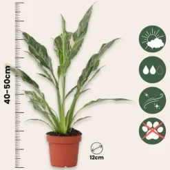 Fredslilje - Sæt med 2 - Spathiphyllum 'Diamond' - Højde 40-50cm - ⌀12cm