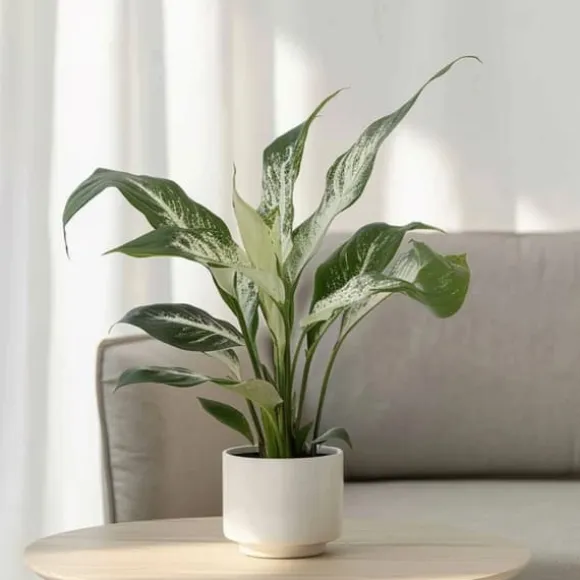 Fredslilje - Sæt med 2 - Spathiphyllum 'Diamond' - Højde 40-50cm - ⌀12cm