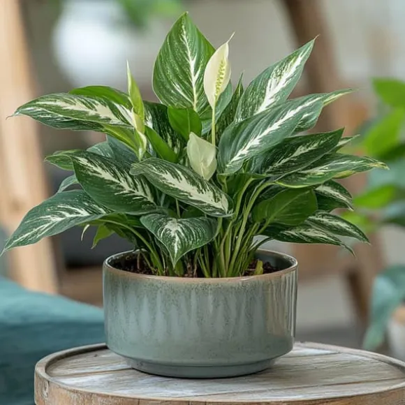 Fredslilje - Sæt med 2 - Spathiphyllum 'Diamond' - Højde 40-50cm - ⌀12cm