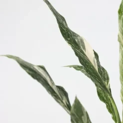Fredslilje - Sæt med 2 - Spathiphyllum 'Diamond' - Højde 40-50cm - ⌀12cm