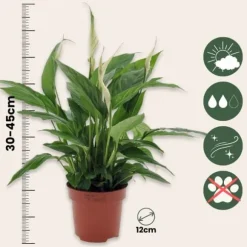 Fredslilje - Sæt med 6 - Spathiphyllum 'Torelli' - Højde 30-45cm - ⌀12cm
