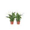 Fredslilje - Sæt med 2 - Spathiphyllum 'Torelli' - Højde 30-45cm - ⌀12cm