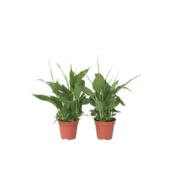 Fredslilje - Sæt med 2 - Spathiphyllum 'Torelli' - Højde 30-45cm - ⌀12cm
