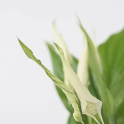 Fredslilje - Sæt med 2 - Spathiphyllum 'Torelli' - Højde 30-45cm - ⌀12cm