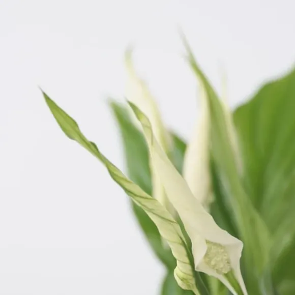 Fredslilje - Sæt med 2 - Spathiphyllum 'Torelli' - Højde 30-45cm - ⌀12cm