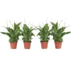 Fredslilje - Sæt med 4 - Spathiphyllum 'Torelli' - Højde 30-45cm - ⌀12cm
