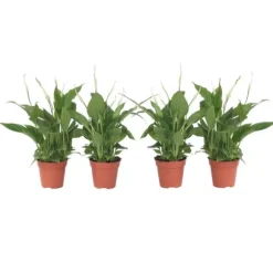 Fredslilje - Sæt med 4 - Spathiphyllum 'Torelli' - Højde 30-45cm - ⌀12cm