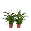 Fredslilje - Sæt med 2 - Spathiphyllum 'Lima' - Højde 60-75cm - ⌀17cm