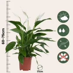 Fredslilje - Sæt med 2 - Spathiphyllum 'Lima' - Højde 60-75cm - ⌀17cm