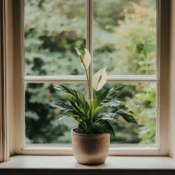 Fredslilje - Sæt med 2 - Spathiphyllum 'Lima' - Højde 60-75cm - ⌀17cm