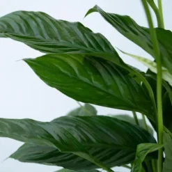 Fredslilje - Sæt med 2 - Spathiphyllum 'Lima' - Højde 60-75cm - ⌀17cm
