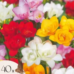 Freesia blomsterløg - Sæt med 40 - Freesia Mix - Blomsterløg - Flerfarvet