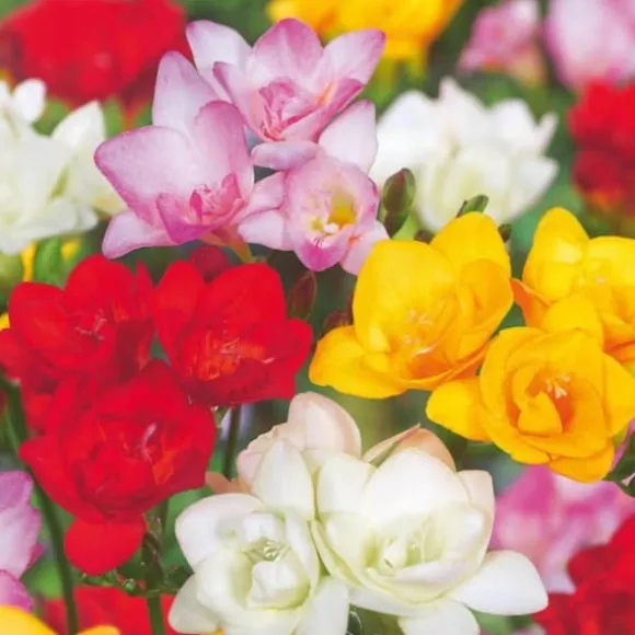 Freesia blomsterløg - Sæt med 40 - Freesia Mix - Blomsterløg - Flerfarvet