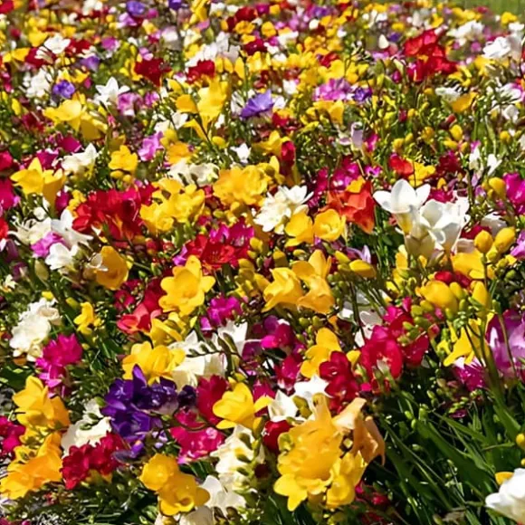 Freesia blomsterløg - Sæt med 40 - Freesia Mix - Blomsterløg - Flerfarvet