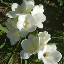 Freesia blomsterløg - Sæt med 40 - Freesia Mix - Blomsterløg - Flerfarvet