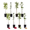 Frugttræblanding - Sæt med 8 - Malus, Pryus, Prunus - Højde 60-70cm - ⌀9cm