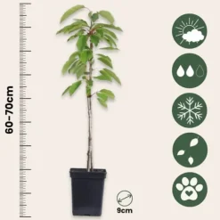 Frugttræblanding - Sæt med 8 - Malus, Pryus, Prunus - Højde 60-70cm - ⌀9cm
