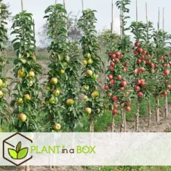Frugttræblanding - Sæt med 8 - Malus, Pryus, Prunus - Højde 60-70cm - ⌀9cm