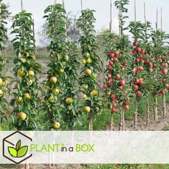 Frugttræblanding - Sæt med 8 - Malus, Pryus, Prunus - Højde 60-70cm - ⌀9cm