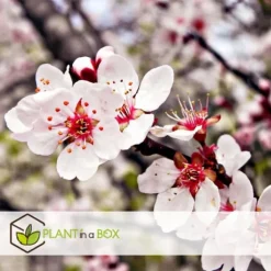 Frugttræblanding - Sæt med 8 - Malus, Pryus, Prunus - Højde 60-70cm - ⌀9cm