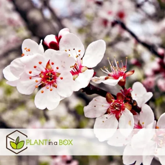 Frugttræblanding - Sæt med 8 - Malus, Pryus, Prunus - Højde 60-70cm - ⌀9cm
