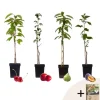 Frugttræblanding - Sæt med 4 - Malus, Pryus, Prunus - Højde 60-70cm - ⌀9cm