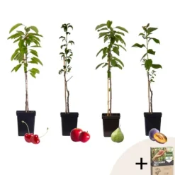 Frugttræblanding - Sæt med 4 - Malus, Pryus, Prunus - Højde 60-70cm - ⌀9cm