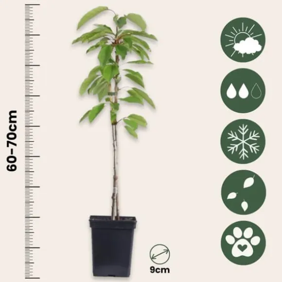 Frugttræblanding - Sæt med 4 - Malus, Pryus, Prunus - Højde 60-70cm - ⌀9cm
