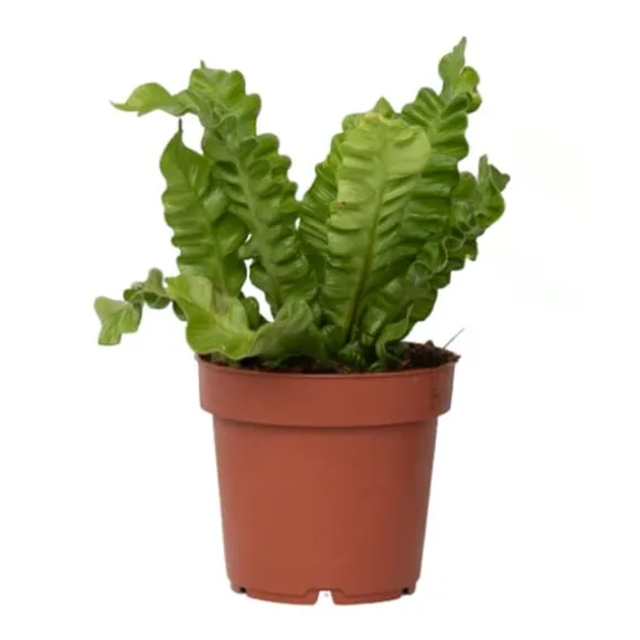 Fugleredebregne - Asplenium nidus 'Crispy Wave' - Højde 25-40cm - ⌀12cm
