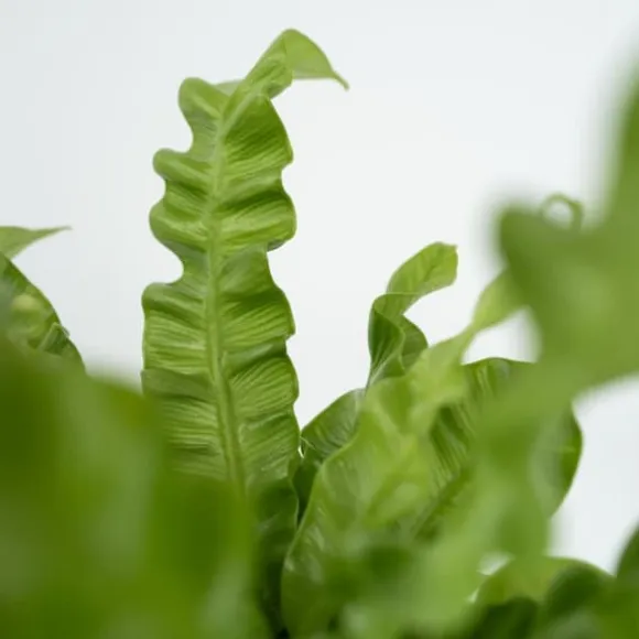 Fugleredebregne - Asplenium nidus 'Crispy Wave' - Højde 25-40cm - ⌀12cm