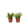Fugleredebregne - Sæt 2 - Asplenium nidus 'Crispy Wave' - Højde 25-40cm - ⌀12cm