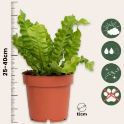 Fugleredebregne - Sæt 2 - Asplenium nidus 'Crispy Wave' - Højde 25-40cm - ⌀12cm