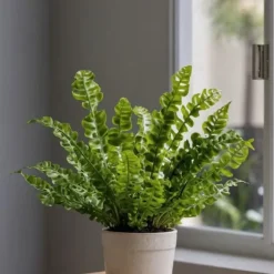 Fugleredebregne - Sæt 2 - Asplenium nidus 'Crispy Wave' - Højde 25-40cm - ⌀12cm